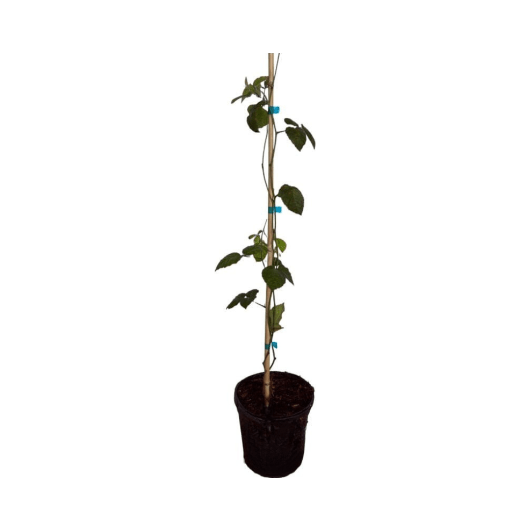 Triple Crown Blackberry Plant Liner 118-Agri-Starts Inc 12-18 inches & 1-gal 