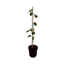 Triple Crown Blackberry Plant Liner 118-Agri-Starts Inc 12-18 inches & 1-gal 
