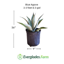 Blue Agave Maguey Agave Azul Plant Fruit Trees 104-Pacheco 2-3 feet & 3-gal