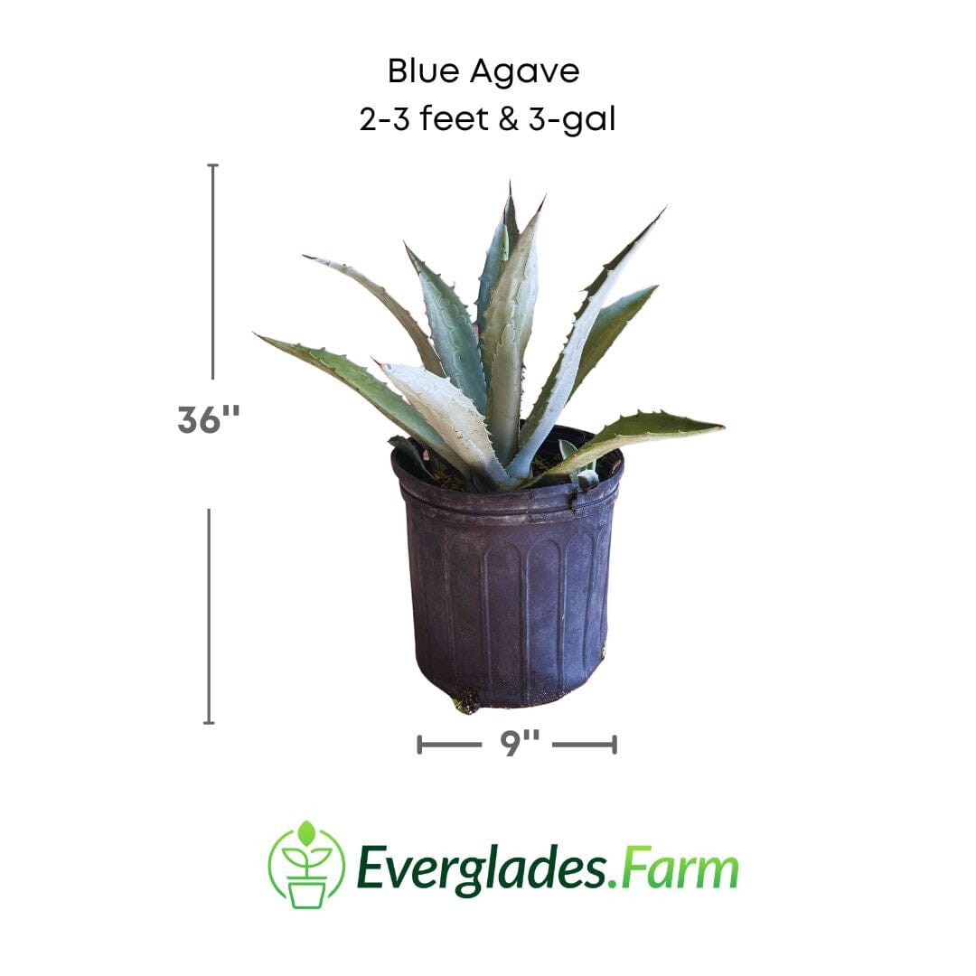 Blue Agave Maguey Agave Azul Plant Fruit Trees 104-Pacheco 2-3 feet & 3-gal
