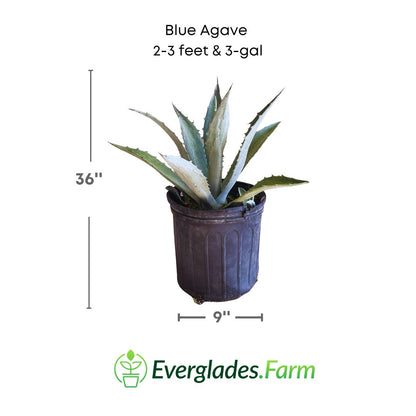 blue agave plant in 3 gallon pot