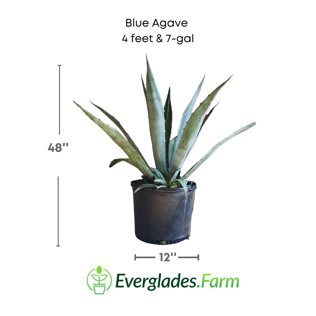 blue agave in 7 gallon pot