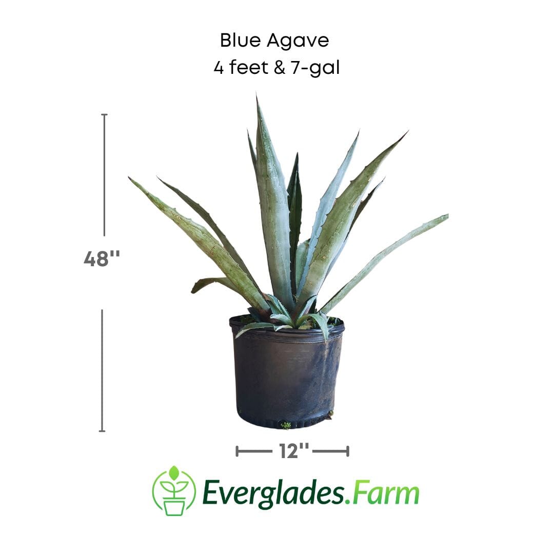 Blue Agave Maguey Agave Azul Plant Fruit Trees 104-Pacheco 4 feet & 7-gal