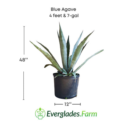 blue agave in 7 gallon pot