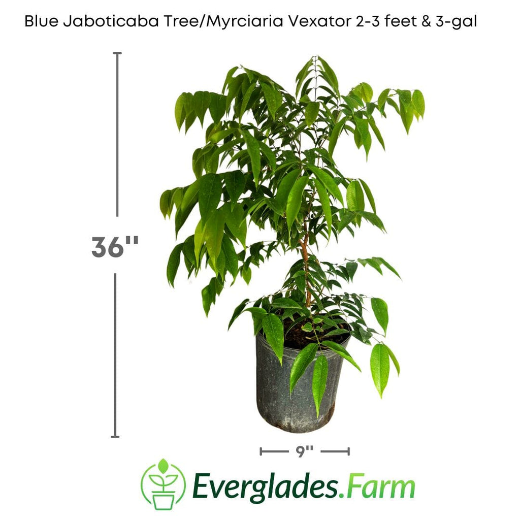 Blue Jaboticaba Tree / Myrciaria Vexator Fruit Trees 100-Carlos Tropical Fruits 2-3 feet & 3-gal