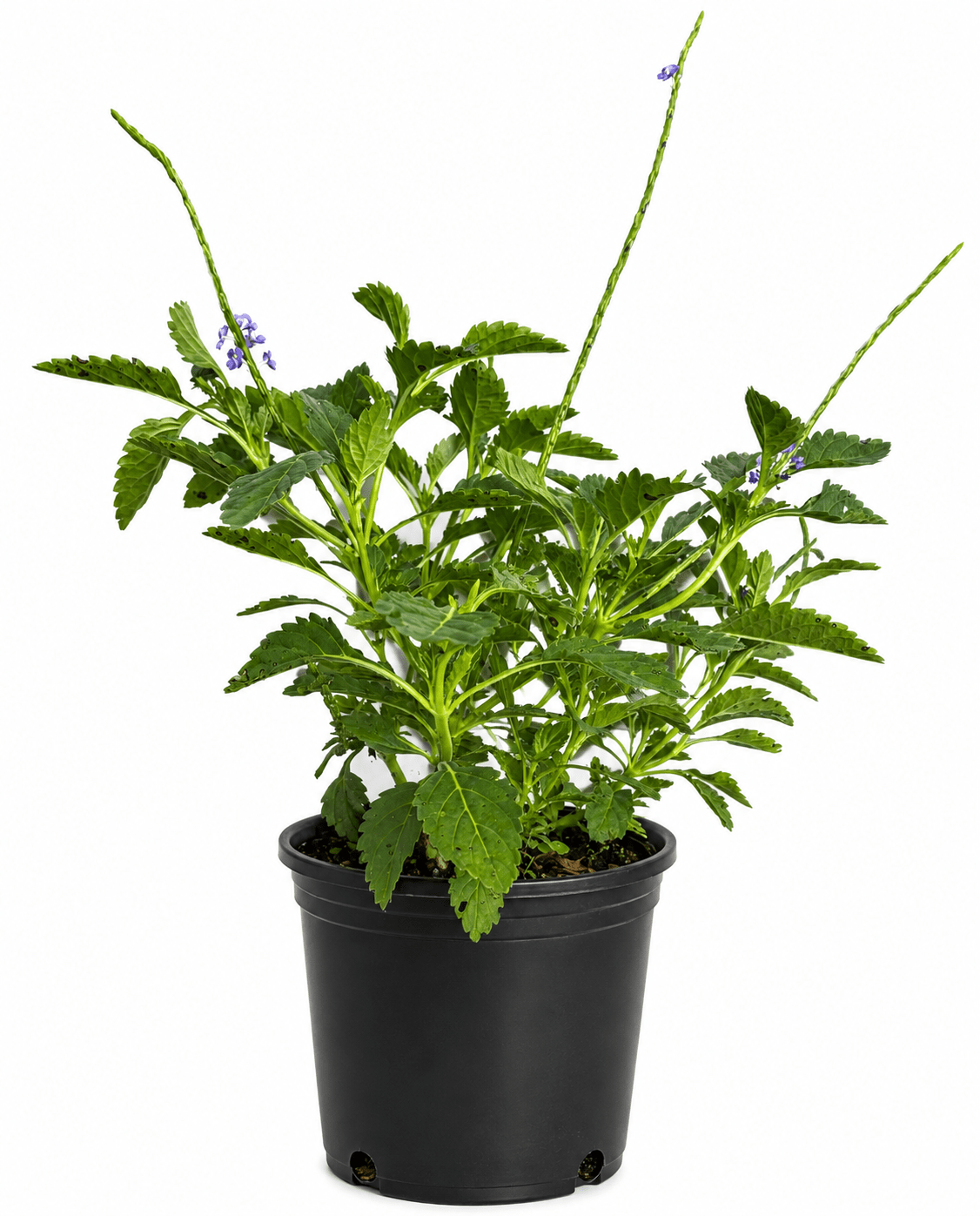 Blue Porterweed Everglades Farm 12-18 inches & 1-gal 