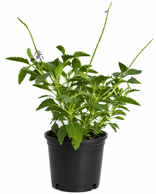 Blue Porterweed Everglades Farm 12-18 inches & 1-gal 