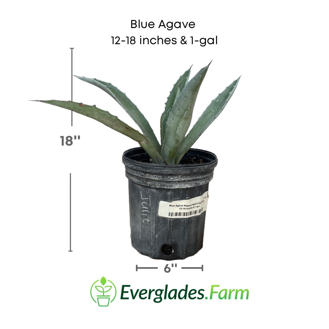 Blue agave in a  1 gallon pot