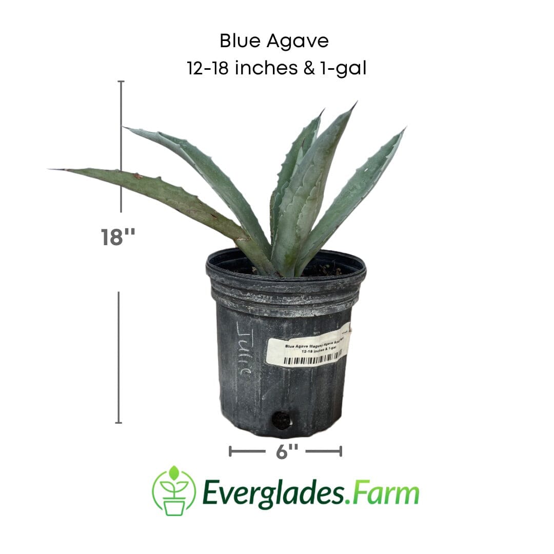 Blue Agave Maguey Agave Azul Plant Fruit Trees 104-Pacheco 12-18 inches & 1-gal