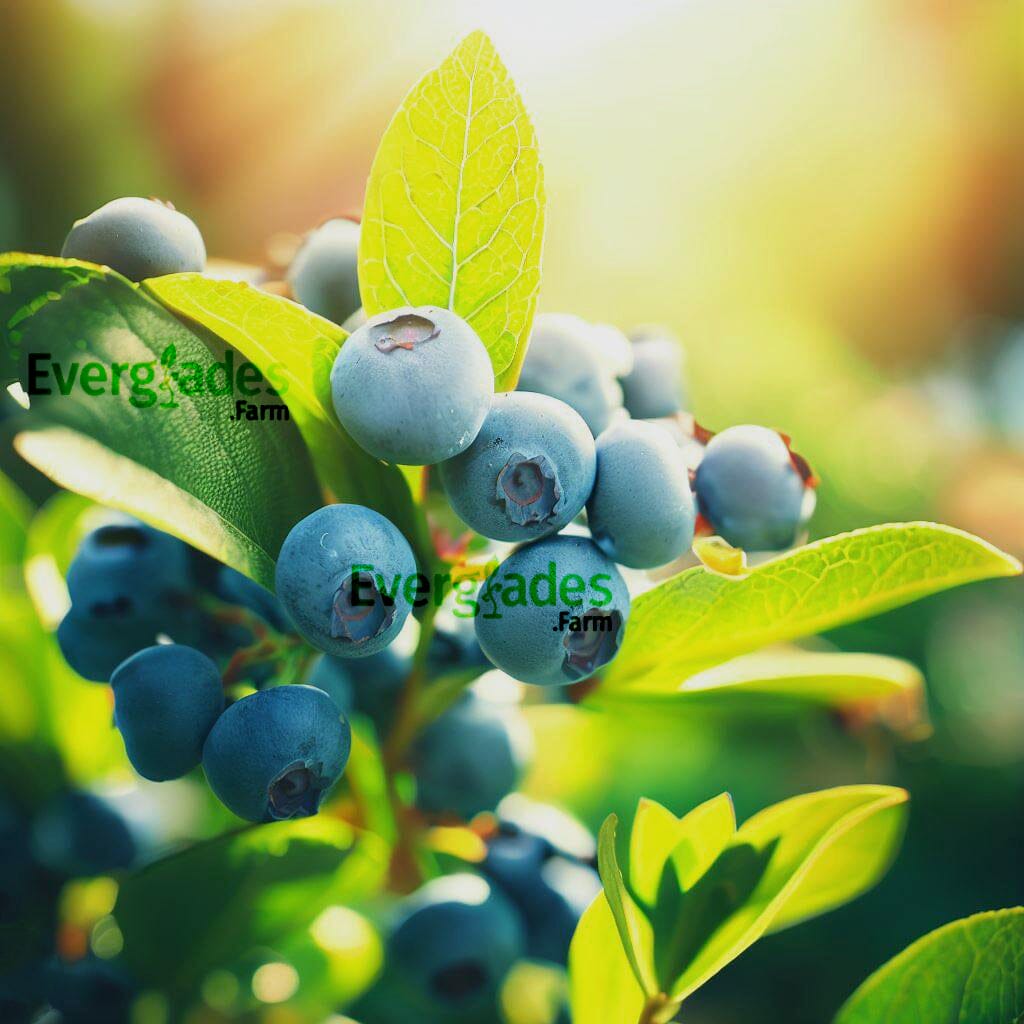 Blueberry Plant Sharpe Blue tree Everglades Farm