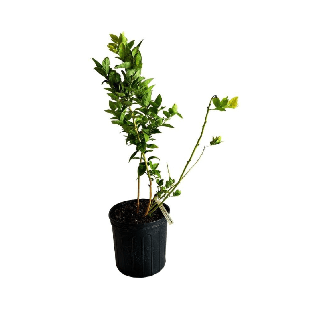 Blueberry Plant Sharpe Blue tree Everglades Farm 12-18 inches & 1-gal 