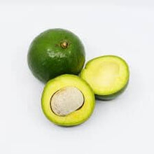 Tito Avocado Tree, Grafted Everglades Farm 