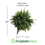 Boston Fern Plant Fruit Trees 115-Orlando Nursery 2-3 feet & 3-gal