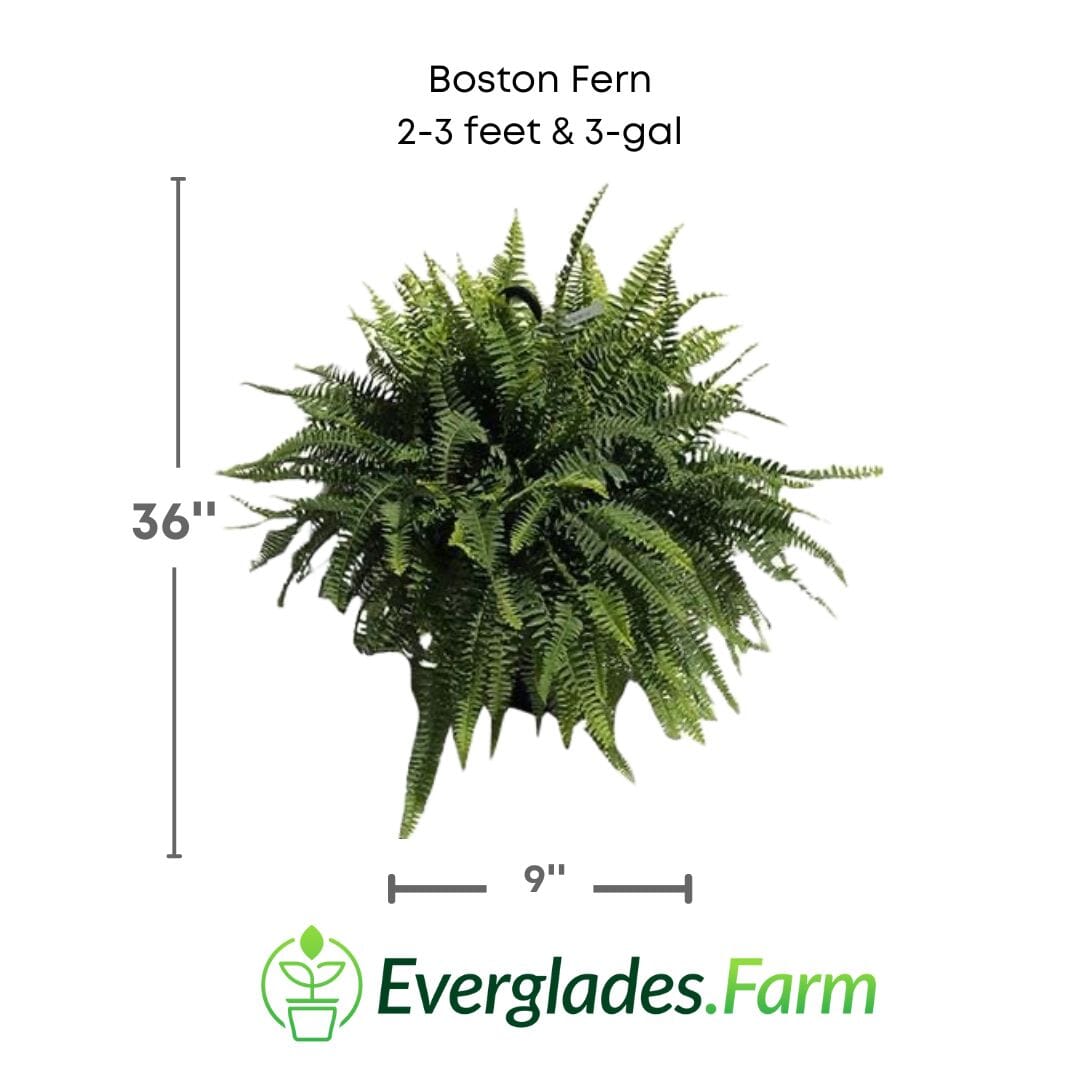 Boston Fern Plant Fruit Trees 115-Orlando Nursery 2-3 feet & 3-gal