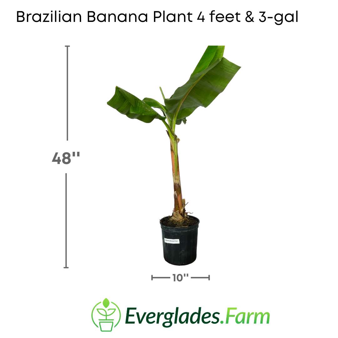 Unlike the more common varieties of bananas, this plant is smaller in size and produces small and vibrant fruits, which are a visual delight.