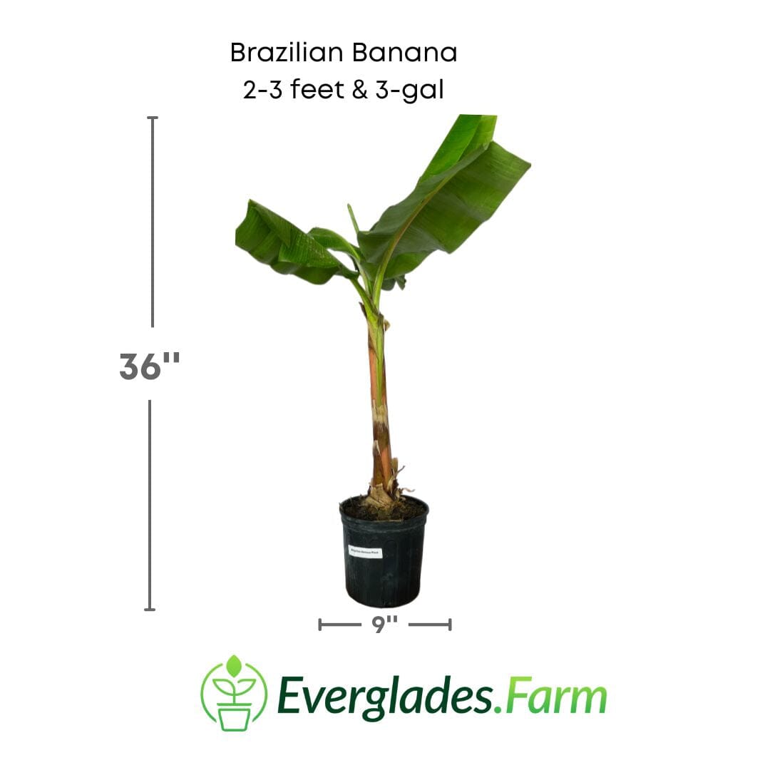 Brazilian Banana Plant 109-Going Bananas 2-3 feet & 3-gal