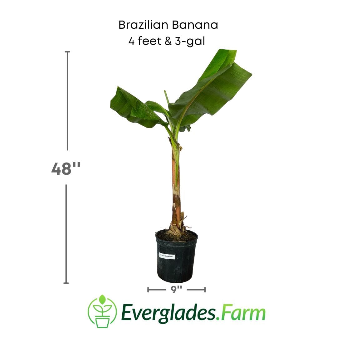 Brazilian Banana Plant 109-Going Bananas 4 feet & 3-gal