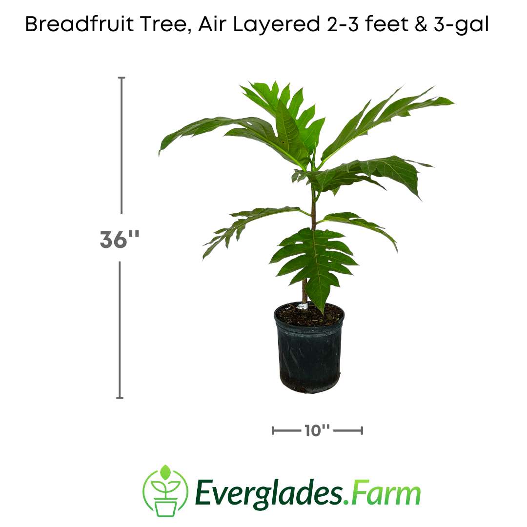 "Air layering involves creating roots on a part of the plant without cutting it from the mother plant, enabling the production of genetically identical breadfruit trees."