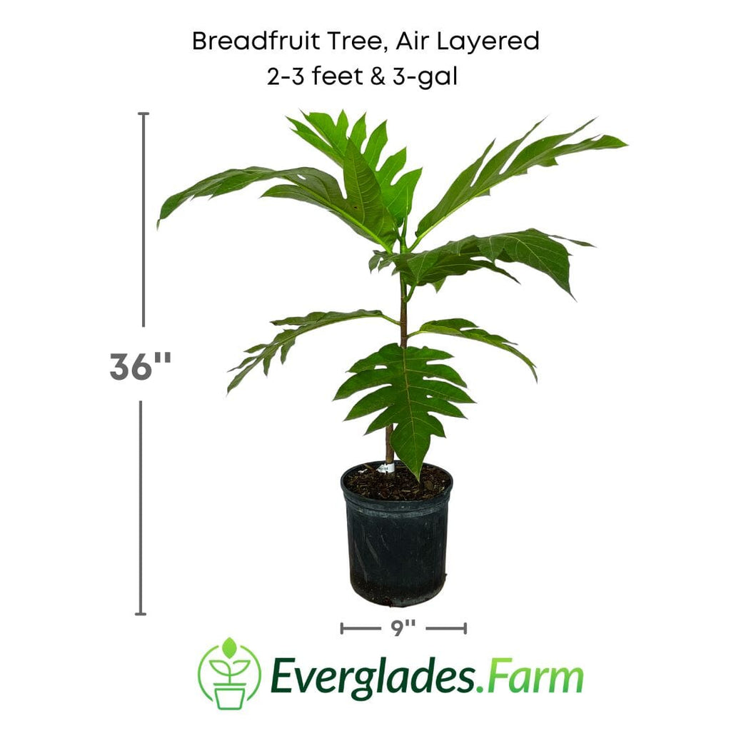 Breadfruit Tree, Air Layered 115-Orlando Nursery 2-3 feet & 3-gal 