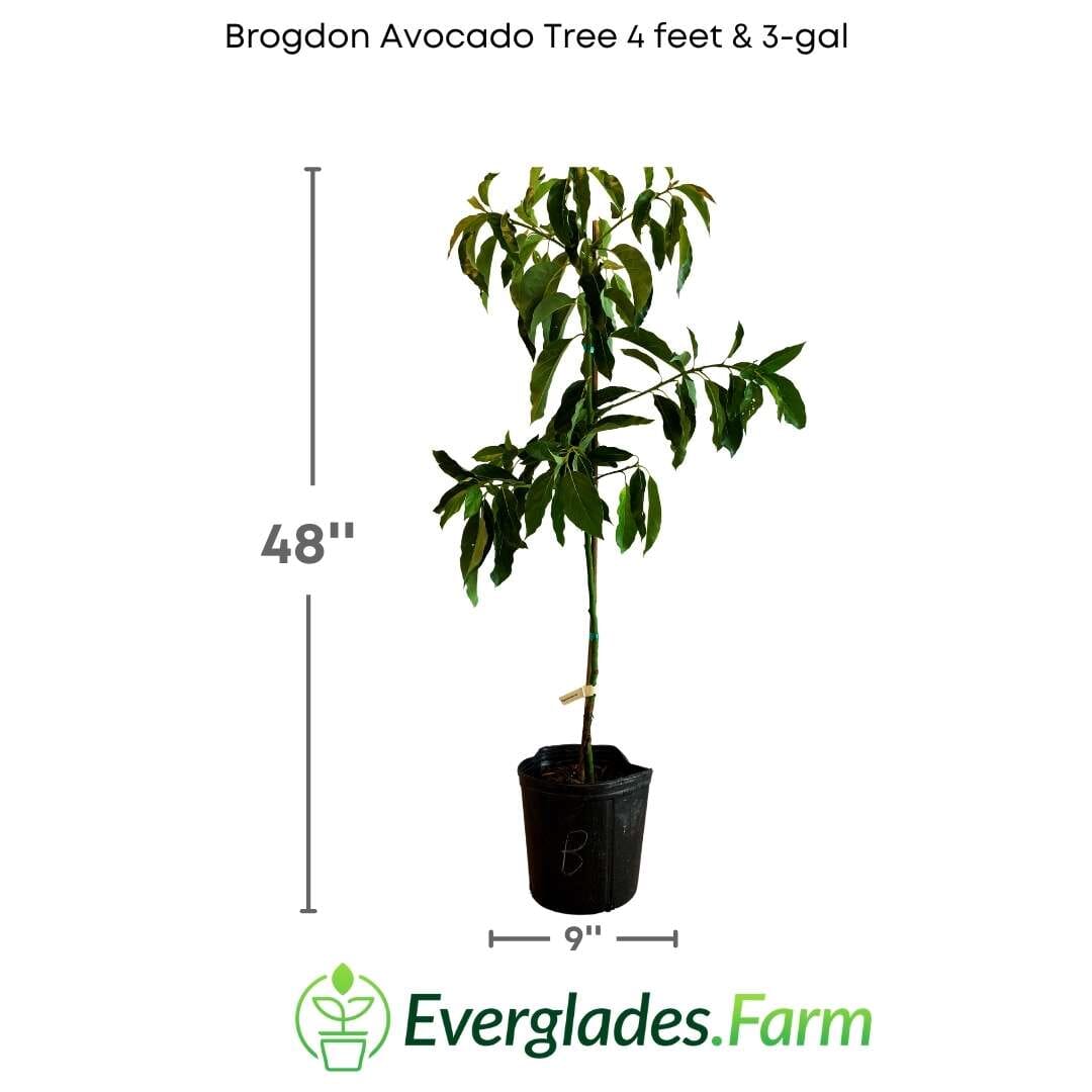 Brogdon Avocado Tree, Cold Hardy, Grafted Fruit Trees 100-Carlos Tropical Fruits 4 feet & 3-gal 