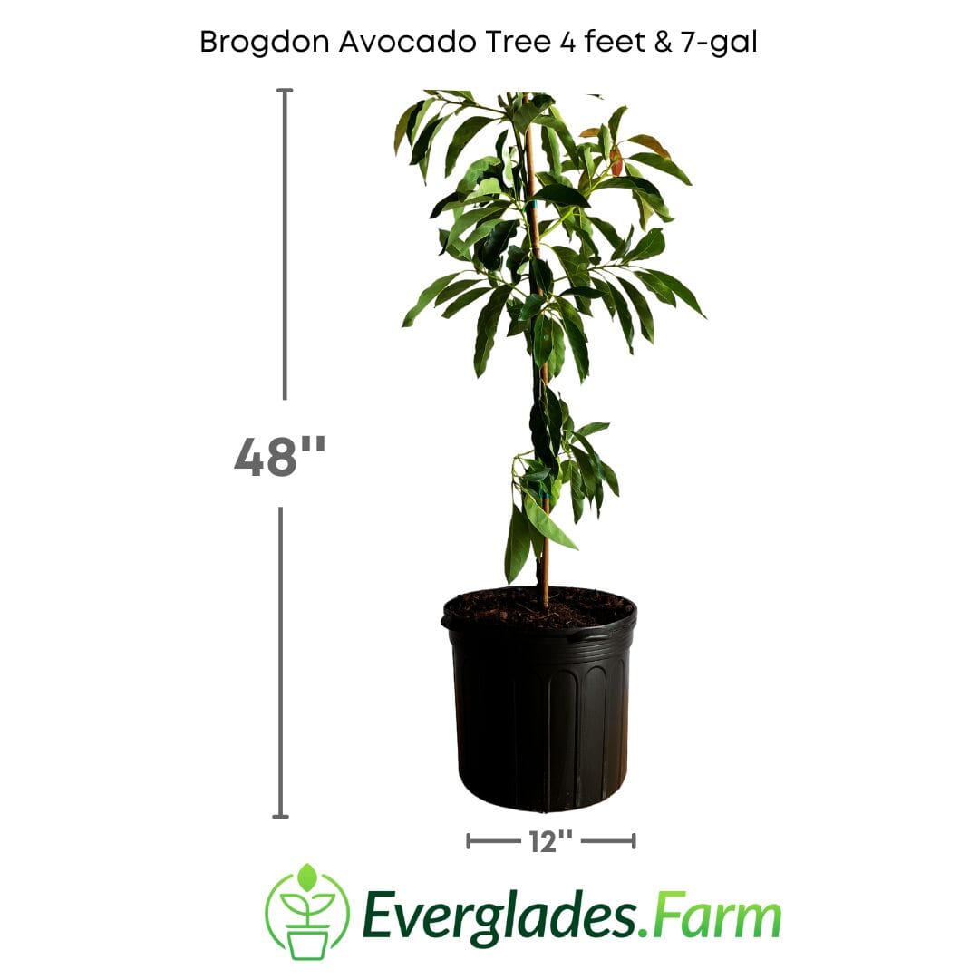 Brogdon Avocado Tree, Cold Hardy, Grafted Fruit Trees 100-Carlos Tropical Fruits 4 feet & 7-gal 