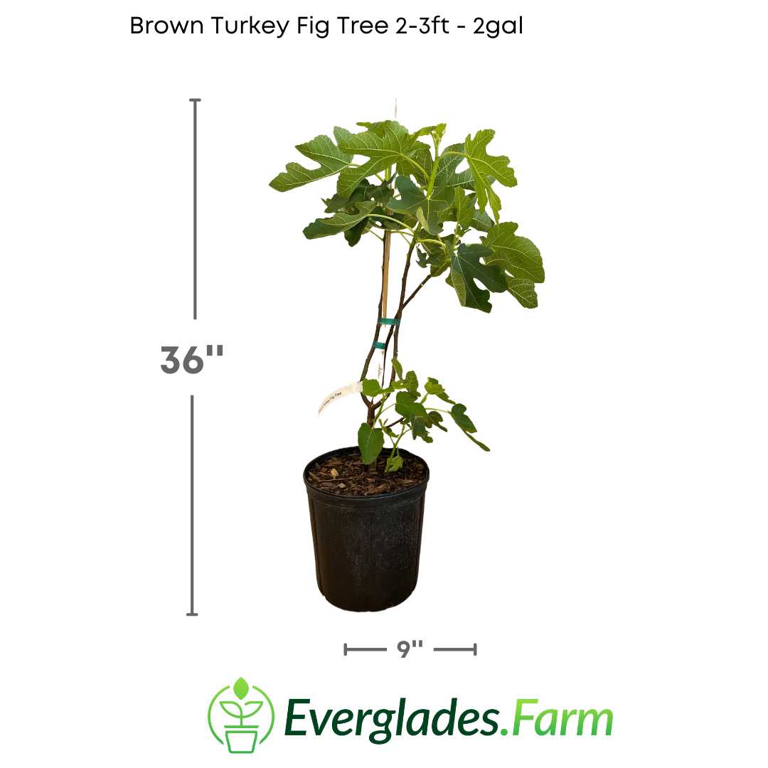 The Brown Turkey Dwarf Fig Tree is known for its lush foliage and its ability to produce an abundant harvest of sweet and flavorful figs. Its leaves are large, lobed in shape, and have an intense green color, making them attractive throughout the entire growing season.