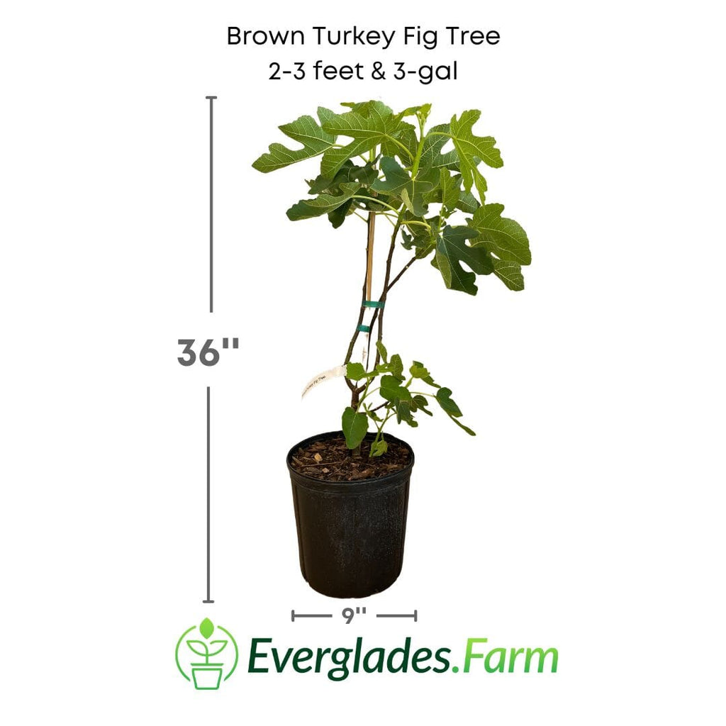 Brown Turkey Fig Tree, Dwarf Fruit Trees 100-Carlos Tropical Fruits 2-3 feet & 3-gal 