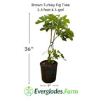 Brown Turkey Fig Tree, Dwarf Fruit Trees 100-Carlos Tropical Fruits 2-3 feet & 3-gal 