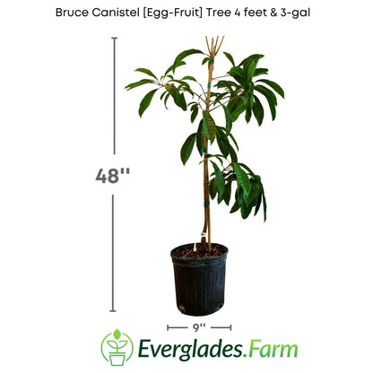 The Bruce Canistel tree is known for its rich and sweet flavor, reminiscent of a blend of egg yolk, ripe banana, and pumpkin. It can be enjoyed fresh or used to prepare delightful desserts, smoothies, and ice creams.