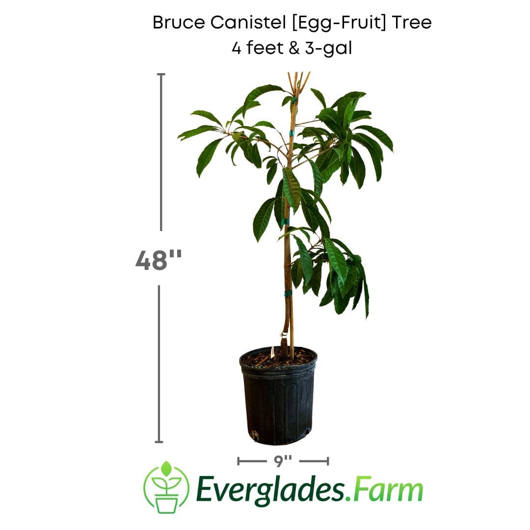 Bruce Canistel [Egg-Fruit] Tree 112-Lara Farm 4 feet & 3-gal