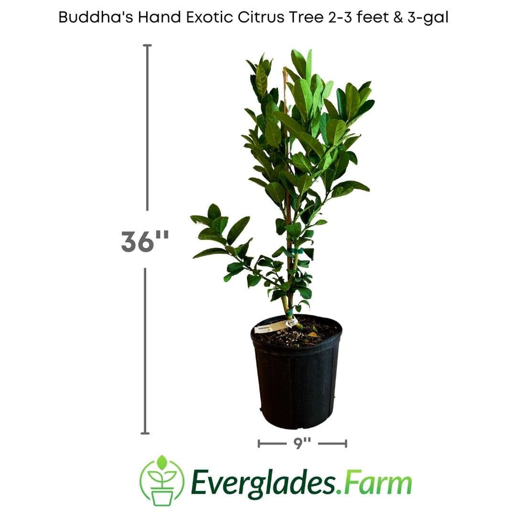Buddha's Hand Exotic Citrus Tree 113-Brite Leaf Citrus Nursery 2-3 feet & 3-gal