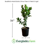 Buddha's Hand Exotic Citrus Tree 113-Brite Leaf Citrus Nursery 2-3 feet & 3-gal