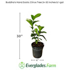 Buddha's Hand Exotic Citrus Tree 113-Brite Leaf Citrus Nursery 24-30 inches & 1-gal