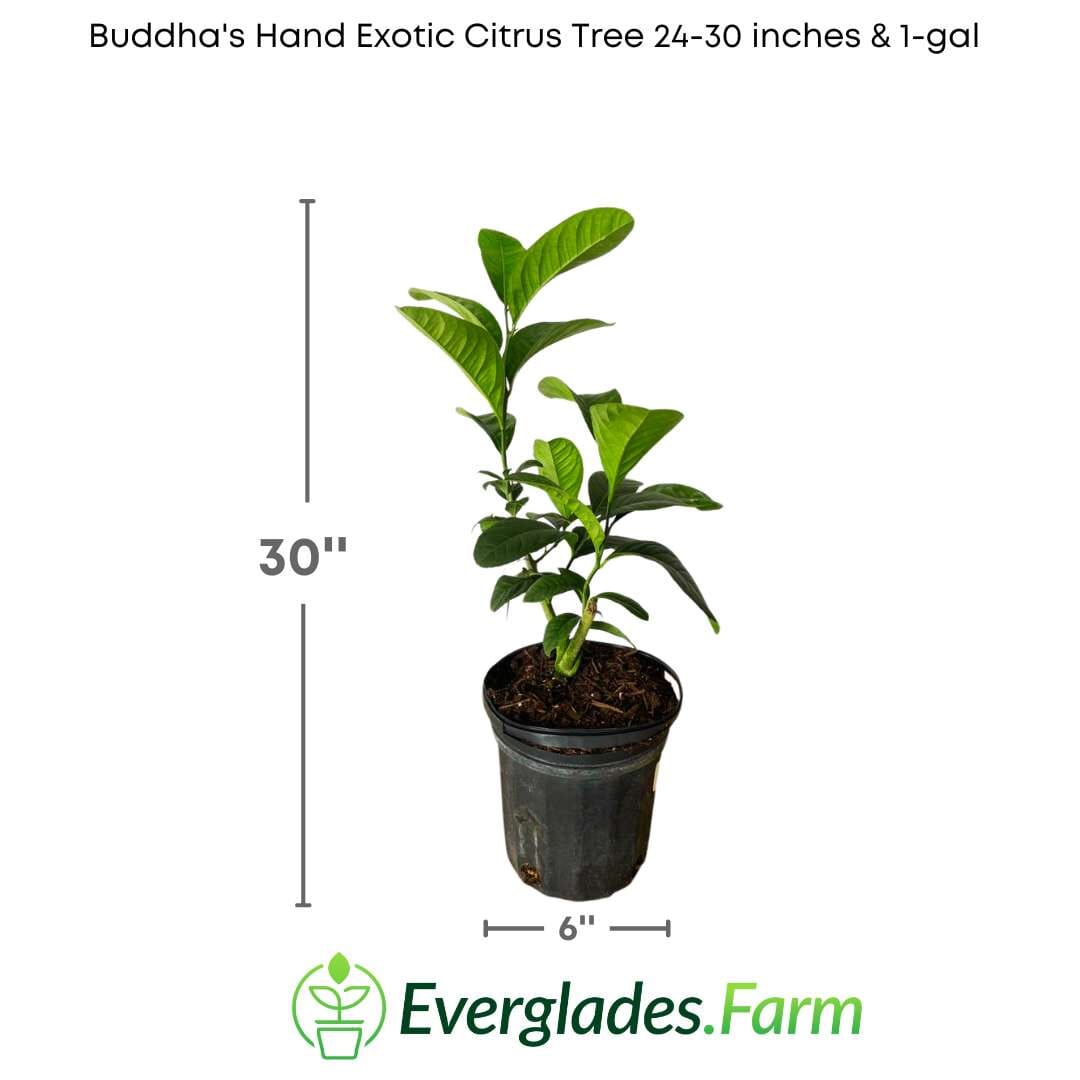 Buddha's Hand Exotic Citrus Tree 113-Brite Leaf Citrus Nursery 24-30 inches & 1-gal