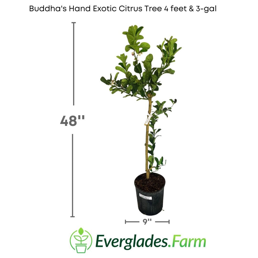 Buddha's Hand Exotic Citrus Tree 113-Brite Leaf Citrus Nursery 4 feet & 3-gal