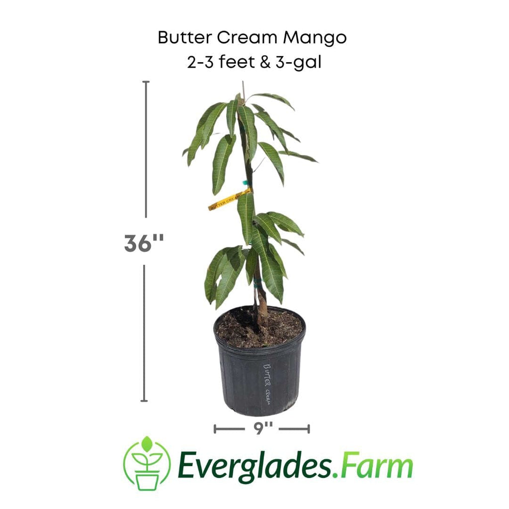 Butter Cream Mango Tree, Grafted 102-Zill High Performance Plants 2-3 feet & 3-gal 