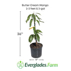 Butter Cream Mango Tree, Grafted 102-Zill High Performance Plants 2-3 feet & 3-gal 