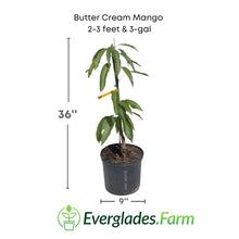 Butter Cream Mango Tree, Grafted 102-Zill High Performance Plants 2-3 feet & 3-gal 