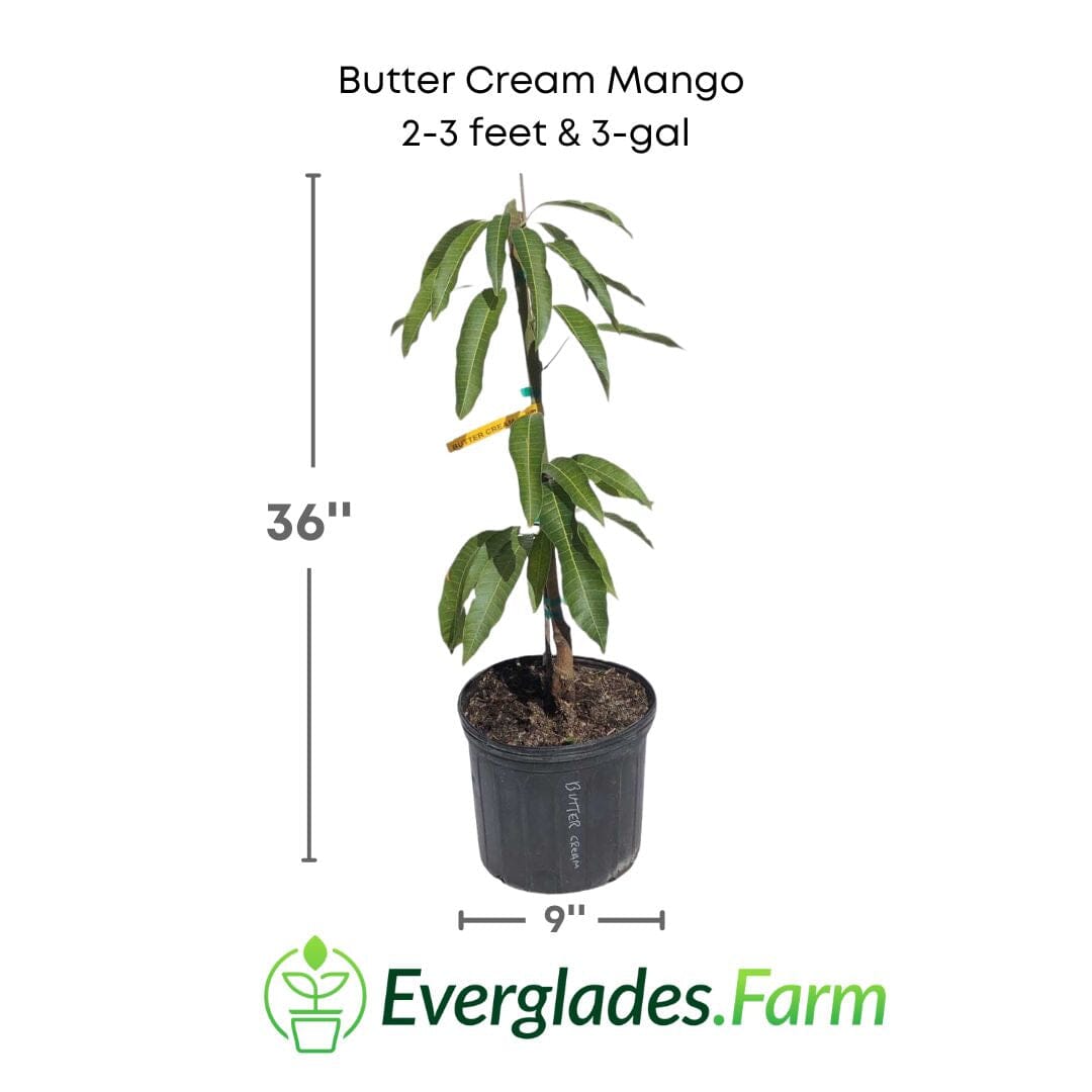 Butter Cream Mango Tree, Grafted 102-Zill High Performance Plants 2-3 feet & 3-gal 