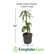 Butter Cream Mango Tree, Grafted 102-Zill High Performance Plants 4 feet & 3-gal 
