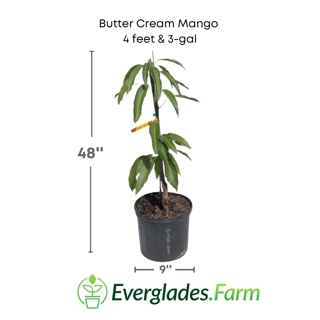 Butter Cream Mango Tree, Grafted 102-Zill High Performance Plants 4 feet & 3-gal 