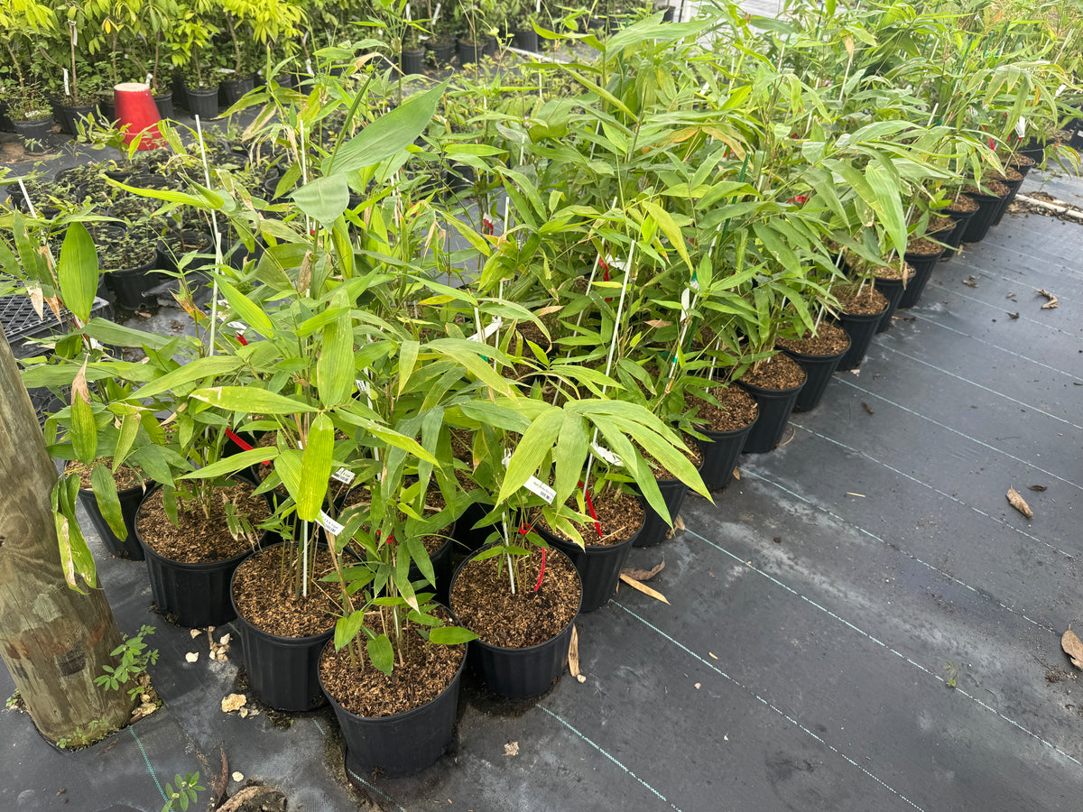 Asper Bamboo Plant for Sale - Edible Shoots & Sustainable Building Material