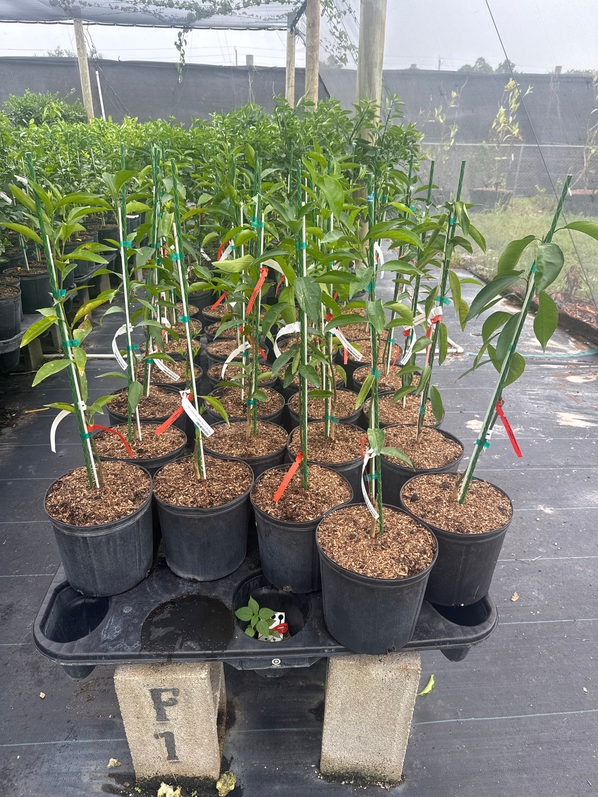 Nules Clementine Grafted Tree – Live Citrus Tree