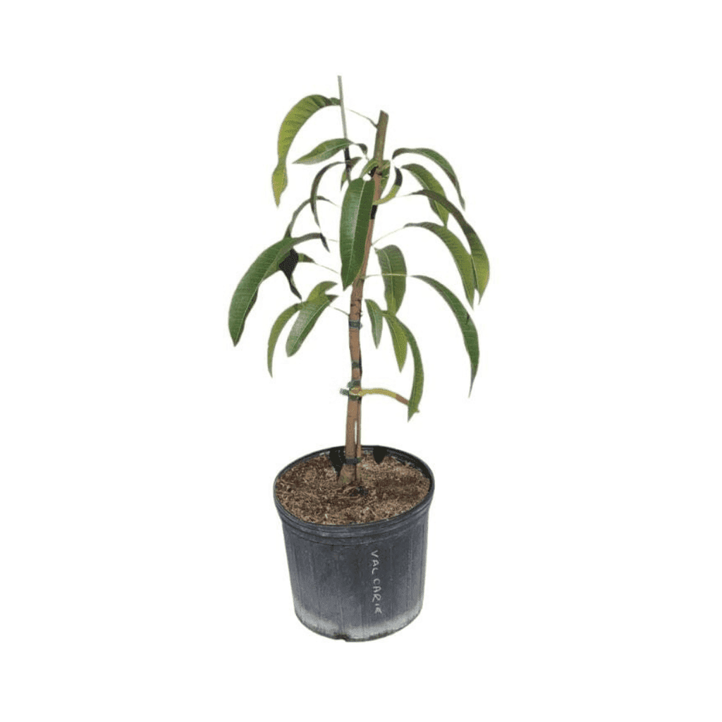 Raw Honey Mango Tree, Grafted Fruit Trees 102-Zill High Performance Plants 