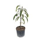 Raw Honey Mango Tree, Grafted Fruit Trees 102-Zill High Performance Plants 