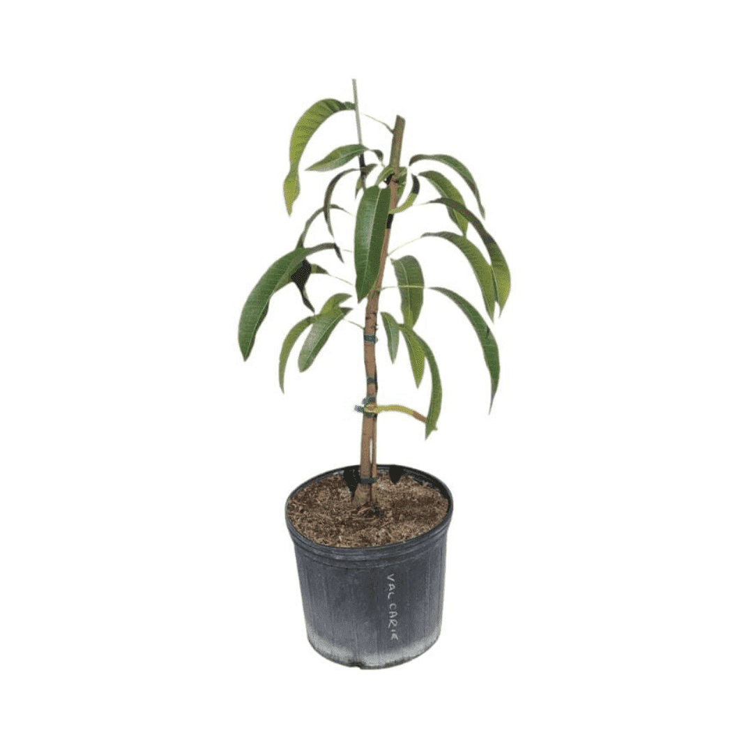 Raw Honey Mango Tree, Grafted Fruit Trees 102-Zill High Performance Plants 