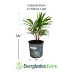 Cabada Palm 130-Casey's Corner Nursery 2-3 feet & 3-gal