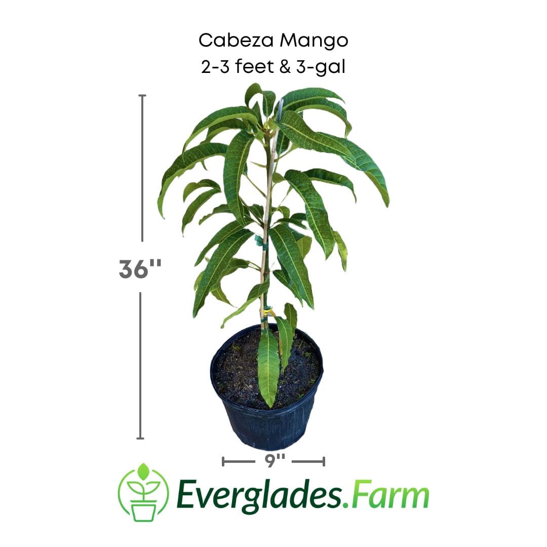 Cabeza, Man's Head, Mango Tree, Grafted Fruit Trees 102-Zill High Performance Plants 2-3 feet & 3-gal 