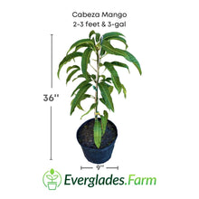 Cabeza, Man's Head, Mango Tree, Grafted Fruit Trees 102-Zill High Performance Plants 2-3 feet & 3-gal 