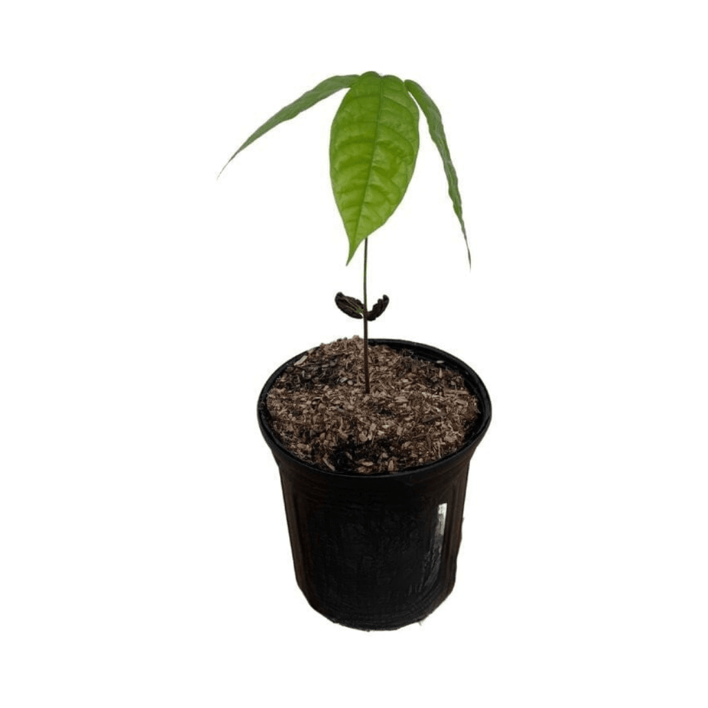 Trinitario Cacao Large Rounded Red Chocolate Tree Orange 103-Pine Island Nursery 12-18 inches & 1-gal 